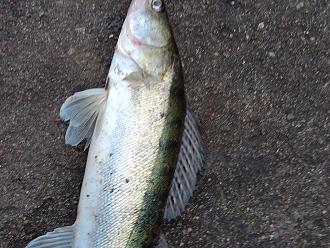 Нажмите на изображение для увеличения.

Название:	IMG20251203144814.jpg
Просмотров:	143
Размер:	600.1 Кб
ID:	4543604