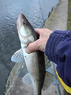 Нажмите на изображение для увеличения.

Название:	IMG20251021175447.jpg
Просмотров:	144
Размер:	321.5 Кб
ID:	4543608