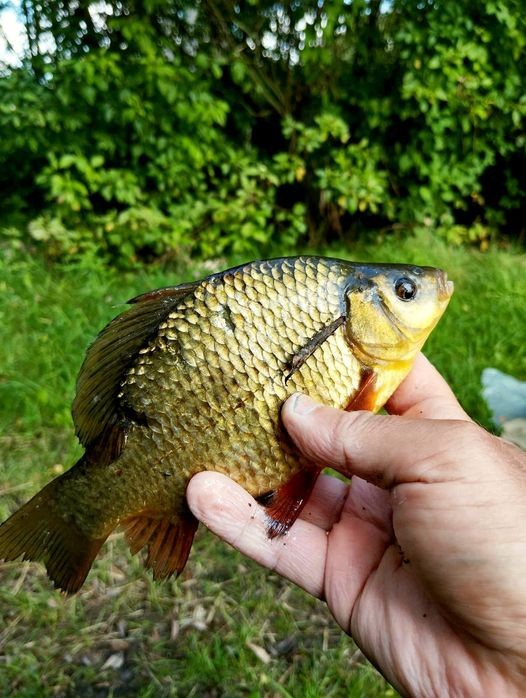 Нажмите на изображение для увеличения.  Название:	554112869_24898014513168053_1125666682739723518_n.jpg Просмотров:	0 Размер:	118.3 Кб ID:	4543922