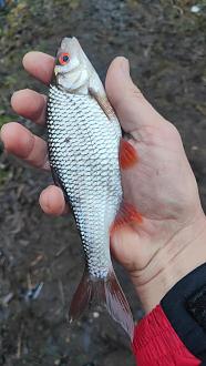 Нажмите на изображение для увеличения.  Название:	IMG20251214093638.jpg Просмотров:	0 Размер:	257.1 Кб ID:	4544270