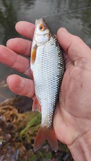 Нажмите на изображение для увеличения.  Название:	IMG20251214130118.jpg Просмотров:	0 Размер:	268.6 Кб ID:	4544266