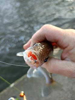 Нажмите на изображение для увеличения.

Название:	IMG20251214125931.jpg
Просмотров:	29
Размер:	181.6 Кб
ID:	4544560