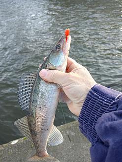 Нажмите на изображение для увеличения.

Название:	IMG20251214124812.jpg
Просмотров:	29
Размер:	438.3 Кб
ID:	4544562