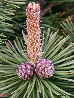 Нажмите на изображение для увеличения.

Название:	elka_prikol (26).jpg
Просмотров:	23
Размер:	88.7 Кб
ID:	4544756