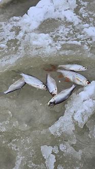 Нажмите на изображение для увеличения.  Название:	20260102_144219.jpg Просмотров:	0 Размер:	380.0 Кб ID:	4545172