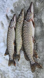 Нажмите на изображение для увеличения.  Название:	20260102_151216.jpg Просмотров:	0 Размер:	560.5 Кб ID:	4545192