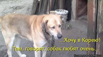 Нажмите на изображение для увеличения.

Название:	memi-klev-club-oqa0-p-memi-koreitsi-yedyat-sobak-33.jpg
Просмотров:	24
Размер:	50.1 Кб
ID:	4545225