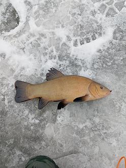 Нажмите на изображение для увеличения.

Название:	IMG_20250301_153832.jpg
Просмотров:	205
Размер:	543.6 Кб
ID:	4545383