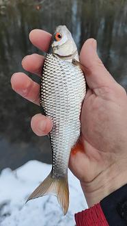 Нажмите на изображение для увеличения.

Название:	IMG20260103100827.jpg
Просмотров:	99
Размер:	247.9 Кб
ID:	4545424