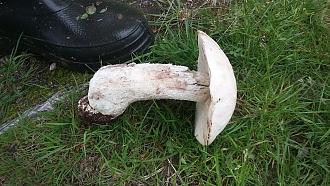 Нажмите на изображение для увеличения.  Название:	IMG_20260105_171635_250.jpg Просмотров:	0 Размер:	273.7 Кб ID:	4545594