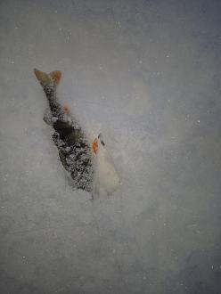 Нажмите на изображение для увеличения.

Название:	20260111_163114.jpg
Просмотров:	254
Размер:	245.0 Кб
ID:	4546126