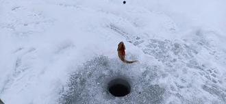 Нажмите на изображение для увеличения.

Название:	IMG_20260114_121138.jpg
Просмотров:	58
Размер:	391.6 Кб
ID:	4546348