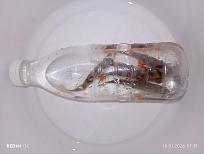 Нажмите на изображение для увеличения.  Название:	IMG_20260118_073101.jpg Просмотров:	0 Размер:	224.7 Кб ID:	4546664