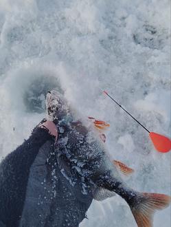 Нажмите на изображение для увеличения.

Название:	photo_3_2026-01-20_11-03-22.jpg
Просмотров:	922
Размер:	160.6 Кб
ID:	4546826