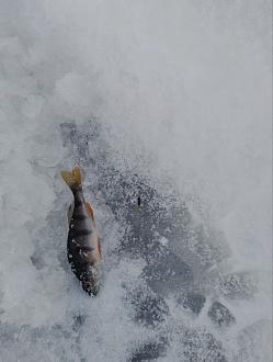 Нажмите на изображение для увеличения.

Название:	photo_2_2026-01-20_11-03-22.jpg
Просмотров:	441
Размер:	160.3 Кб
ID:	4546827