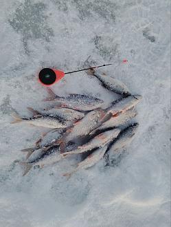 Нажмите на изображение для увеличения.  Название:	photo_3_2026-01-21_18-00-43.jpg Просмотров:	0 Размер:	217.8 Кб ID:	4546998