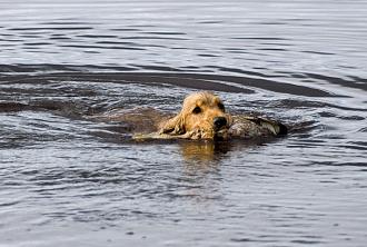 Нажмите на изображение для увеличения.

Название:	sobaka-plyvet-s-dobychei.jpg
Просмотров:	6
Размер:	110.4 Кб
ID:	4547082