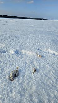 Нажмите на изображение для увеличения.

Название:	20260123_130324.jpg
Просмотров:	224
Размер:	381.2 Кб
ID:	4547176