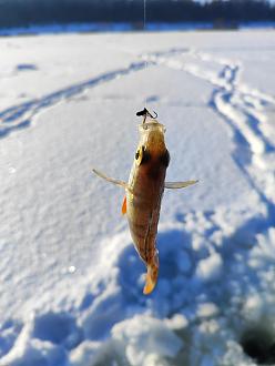 Нажмите на изображение для увеличения.  Название:	IMG_20260125_145212.jpg Просмотров:	0 Размер:	185.8 Кб ID:	4547429