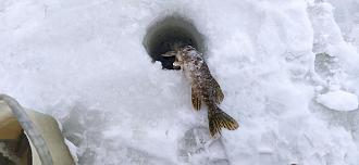 Нажмите на изображение для увеличения.

Название:	IMG_20260129_111600.jpg
Просмотров:	136
Размер:	405.9 Кб
ID:	4547726