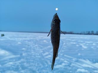 Нажмите на изображение для увеличения.

Название:	IMG_20260131_181221.jpg
Просмотров:	824
Размер:	415.1 Кб
ID:	4547873