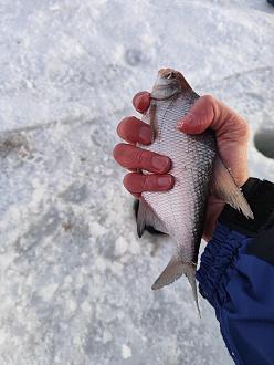 Нажмите на изображение для увеличения.

Название:	IMG_20260131_175525.jpg
Просмотров:	823
Размер:	295.2 Кб
ID:	4547874