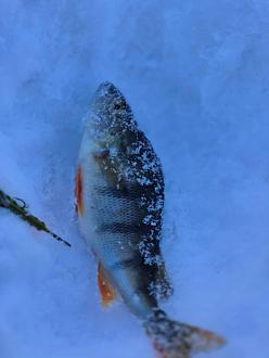 Нажмите на изображение для увеличения.

Название:	20260201_164223.jpg
Просмотров:	642
Размер:	160.4 Кб
ID:	4547923