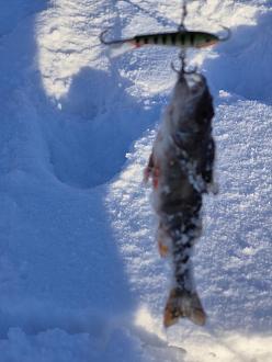 Нажмите на изображение для увеличения.

Название:	20260201_163302.jpg
Просмотров:	611
Размер:	247.2 Кб
ID:	4547924