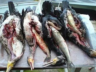 Нажмите на изображение для увеличения.

Название:	FB_IMG_1770268090411.jpg
Просмотров:	121
Размер:	73.2 Кб
ID:	4548231