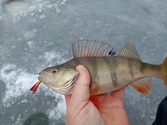 Нажмите на изображение для увеличения.

Название:	IMG20260208103330.jpg
Просмотров:	195
Размер:	410.7 Кб
ID:	4548475