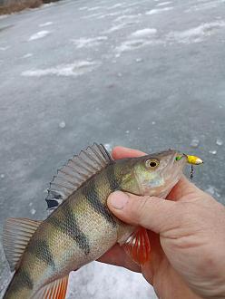 Нажмите на изображение для увеличения.

Название:	IMG20260208092047.jpg
Просмотров:	162
Размер:	308.3 Кб
ID:	4548477