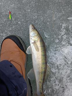 Нажмите на изображение для увеличения.

Название:	IMG20260208091556.jpg
Просмотров:	162
Размер:	567.4 Кб
ID:	4548479