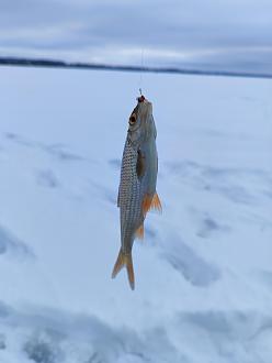 Нажмите на изображение для увеличения.

Название:	IMG_20260208_163633.jpg
Просмотров:	108
Размер:	115.2 Кб
ID:	4548507