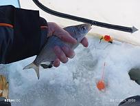 Нажмите на изображение для увеличения.  Название:	IMG_20260208_135034.jpg Просмотров:	0 Размер:	393.8 Кб ID:	4548574