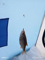 Нажмите на изображение для увеличения.  Название:	IMG_20260208_154939.jpg Просмотров:	0 Размер:	124.6 Кб ID:	4548577