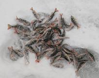 Нажмите на изображение для увеличения.

Название:	IMG_20260208_162513_edit_162922693937327.jpg
Просмотров:	168
Размер:	704.2 Кб
ID:	4553660