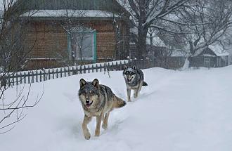 Нажмите на изображение для увеличения.

Название:	volki-zimoy.jpg
Просмотров:	126
Размер:	175.5 Кб
ID:	4553847