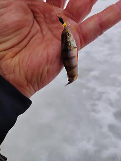 Нажмите на изображение для увеличения.

Название:	IMG_20260213_164646.jpg
Просмотров:	96
Размер:	143.2 Кб
ID:	4554078