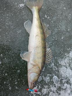 Нажмите на изображение для увеличения.

Название:	IMG20260217122843.jpg
Просмотров:	80
Размер:	680.2 Кб
ID:	4554134