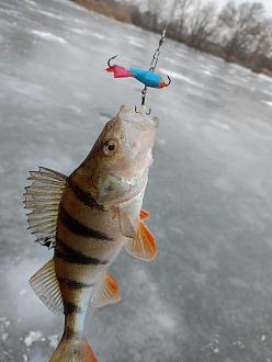 Нажмите на изображение для увеличения.

Название:	IMG20260217120357.jpg
Просмотров:	81
Размер:	222.2 Кб
ID:	4554135