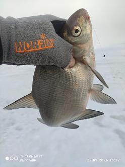 Нажмите на изображение для увеличения.

Название:	IMG_20260222_163751.jpg
Просмотров:	33
Размер:	234.3 Кб
ID:	4554475