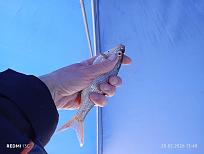 Нажмите на изображение для увеличения.  Название:	IMG_20260220_134848.jpg Просмотров:	0 Размер:	324.0 Кб ID:	4554732