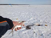 Нажмите на изображение для увеличения.  Название:	IMG_20260221_143036.jpg Просмотров:	0 Размер:	532.3 Кб ID:	4554735