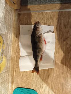 Нажмите на изображение для увеличения.  Название:	селява 28 02.jpg Просмотров:	152 Размер:	351.6 Кб ID:	4554959