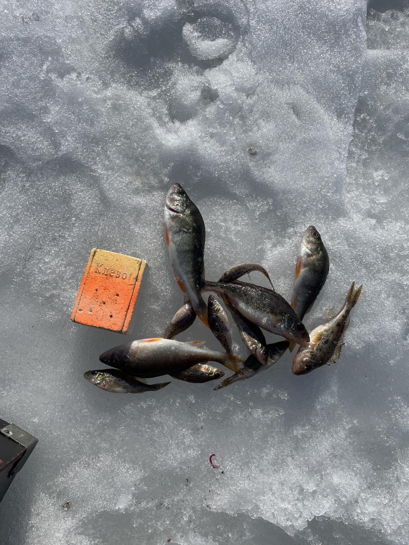 Нажмите на изображение для увеличения.  Название:	IMG_7355.jpeg Просмотров:	0 Размер:	548.6 Кб ID:	4555049