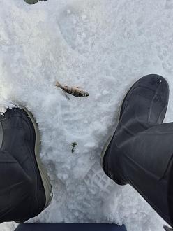 Нажмите на изображение для увеличения.  Название:	20260228_113243(0).jpg Просмотров:	5 Размер:	277.6 Кб ID:	4555064