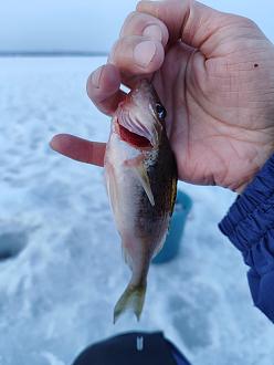 Нажмите на изображение для увеличения.

Название:	IMG_20260301_185642.jpg
Просмотров:	10
Размер:	231.0 Кб
ID:	4555291