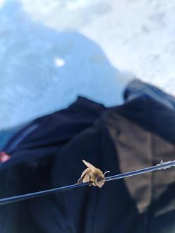 Нажмите на изображение для увеличения.

Название:	IMG_20260301_144039.jpg
Просмотров:	32
Размер:	140.0 Кб
ID:	4555325