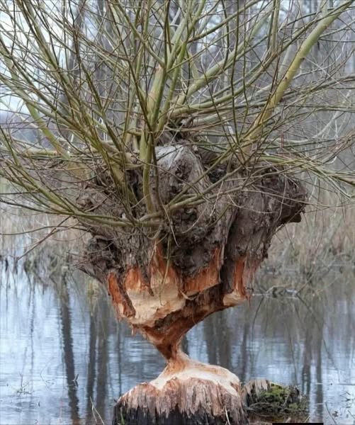 Нажмите на изображение для увеличения.

Название:	642237433_780818791771773_4480564086084032732_n.jpg
Просмотров:	33
Размер:	103.1 Кб
ID:	4555404