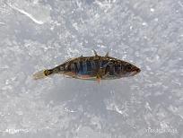 Нажмите на изображение для увеличения.  Название:	IMG_20260307_105557.jpg Просмотров:	0 Размер:	417.8 Кб ID:	4555655